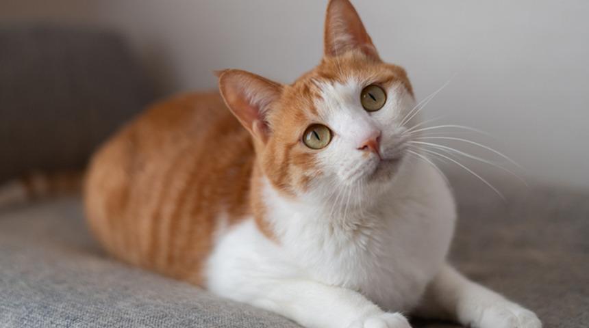 Kedi sahiplerinin %90'ı bunu bilmiyor: Sesinize değil bakın neye tepki veriyorlar