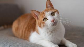 Kedi sahiplerinin %90'ı bunu bilmiyor: Sesinize değil bakın neye tepki veriyorlar