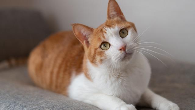 Kedi sahiplerinin %90'ı bunu bilmiyor: Sesinize değil bakın neye tepki veriyorlar