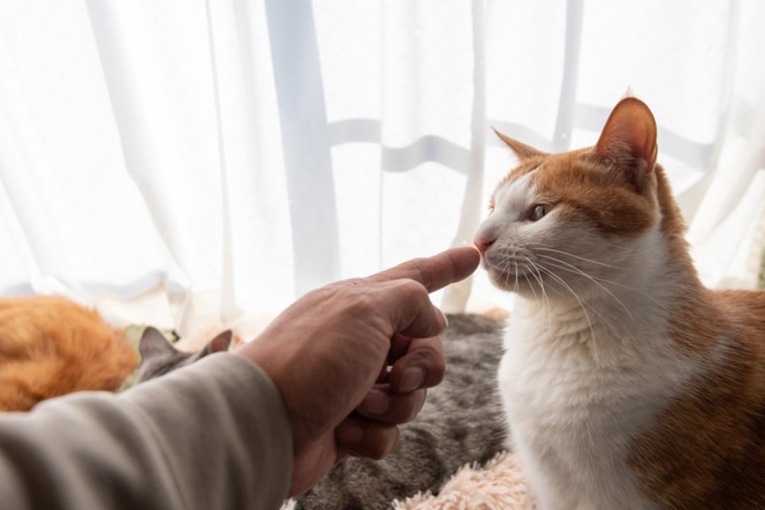 Kedi sahiplerinin %90 ı bunu bilmiyor: Sesinize değil bakın neye tepki veriyorlar 2