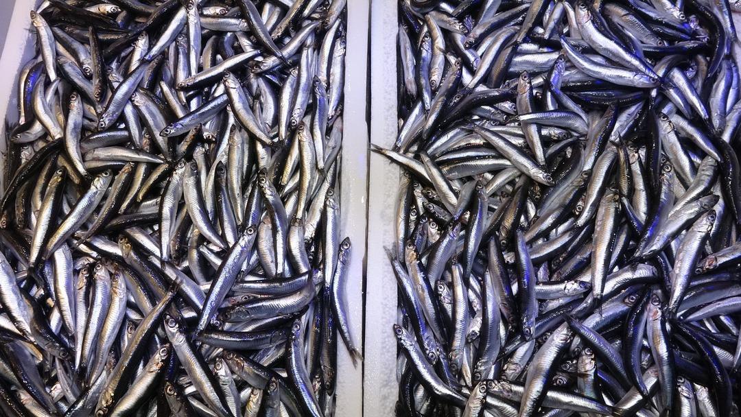 Bir bu&ccedil;uk aydır tezgahlardan uzaktı: Hamsi bu defa şaşırttı!  5