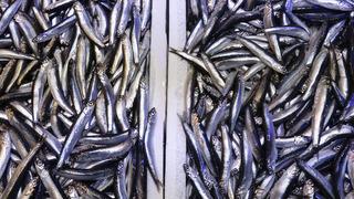 Bir buçuk aydır tezgahlardan uzaktı: Hamsi bu defa şaşırttı! 