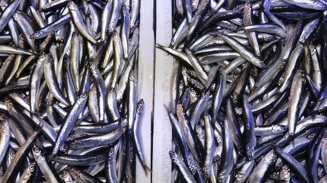 Bir buçuk aydır tezgahlardan uzaktı: Hamsi bu defa şaşırttı! 