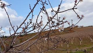Sarıg&ouml;l&rsquo;de badem ağa&ccedil;ları &ccedil;i&ccedil;ek a&ccedil;tı