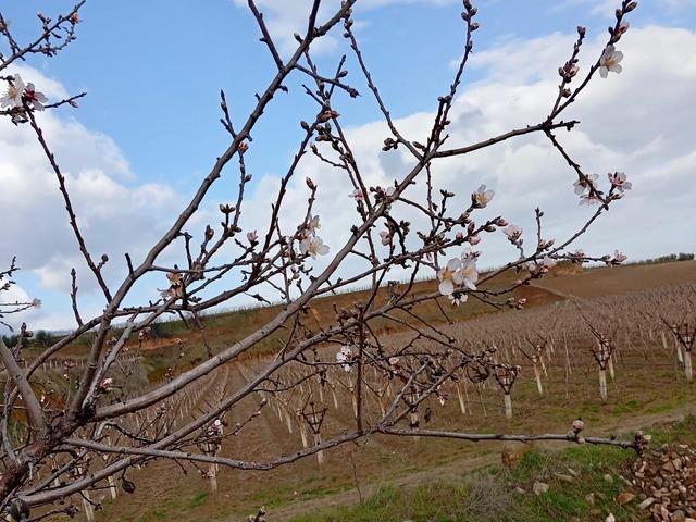 Sarıg&ouml;l&rsquo;de badem ağa&ccedil;ları &ccedil;i&ccedil;ek a&ccedil;tı