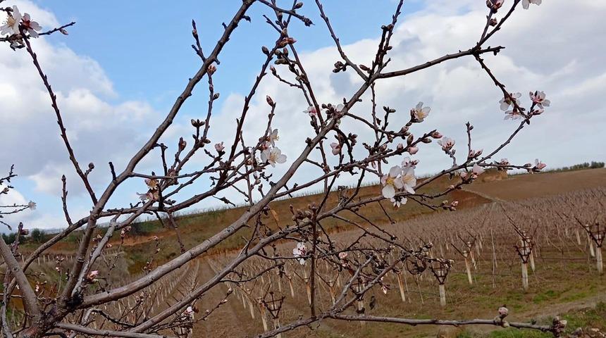 Sarıg&ouml;l&rsquo;de badem ağa&ccedil;ları &ccedil;i&ccedil;ek a&ccedil;tı