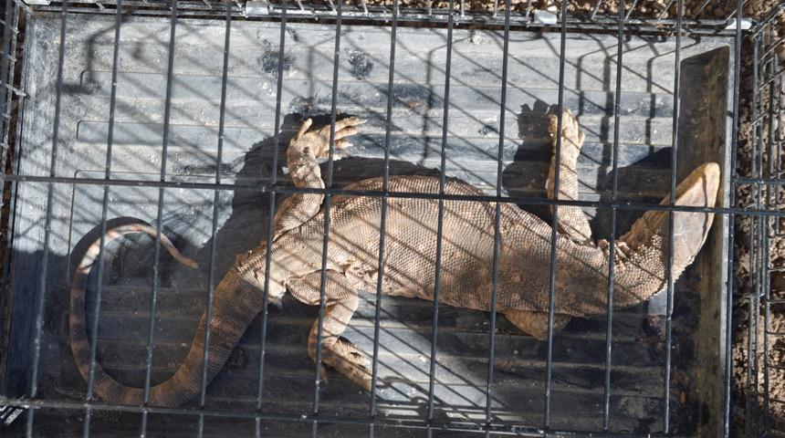 Cizre'de çöl varanı bulundu (2)