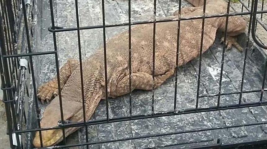 Cizre’de çöl varanı yakalandı