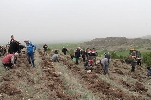 800 fidan toprakla buluşturuldu