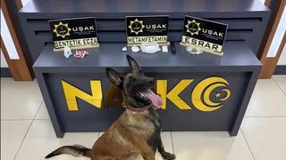 Uşak’ta uyuşturucu operasyonu: 8 tutuklama