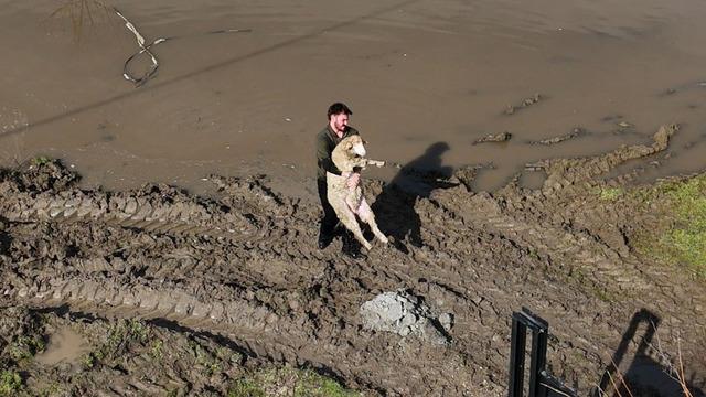 Meriç nehri taştı! Mahsur kalan hayvanlar böyle kurtarıldı