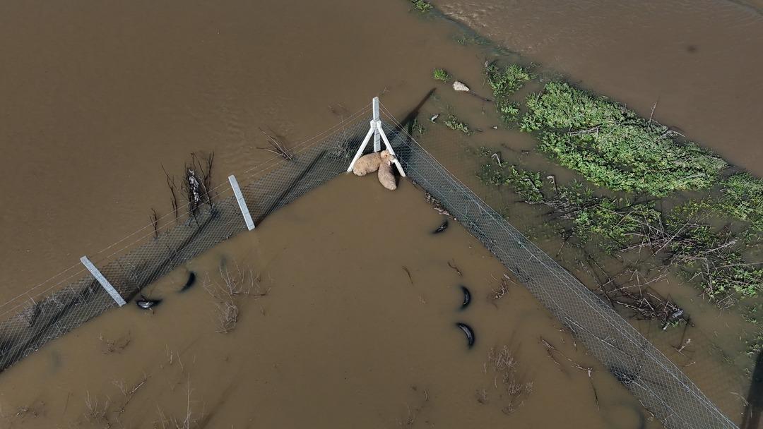 Meri&ccedil; nehri taştı! Mahsur kalan hayvanlar b&ouml;yle kurtarıldı 6