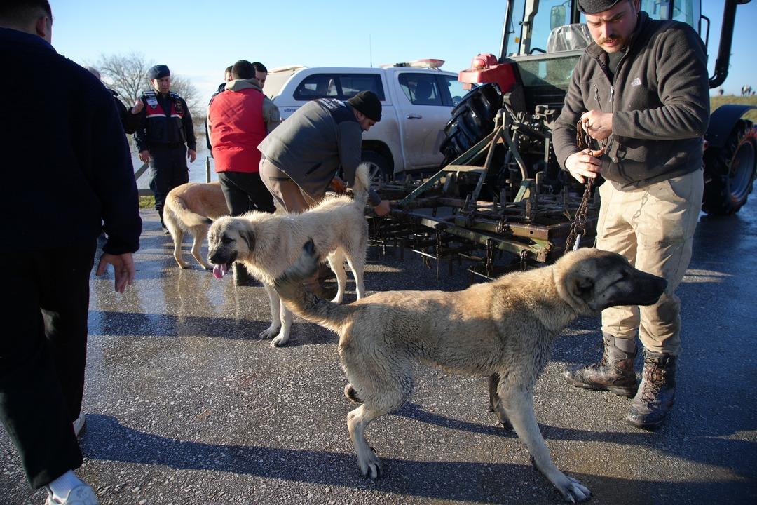 Meri&ccedil; nehri taştı! Mahsur kalan hayvanlar b&ouml;yle kurtarıldı 11