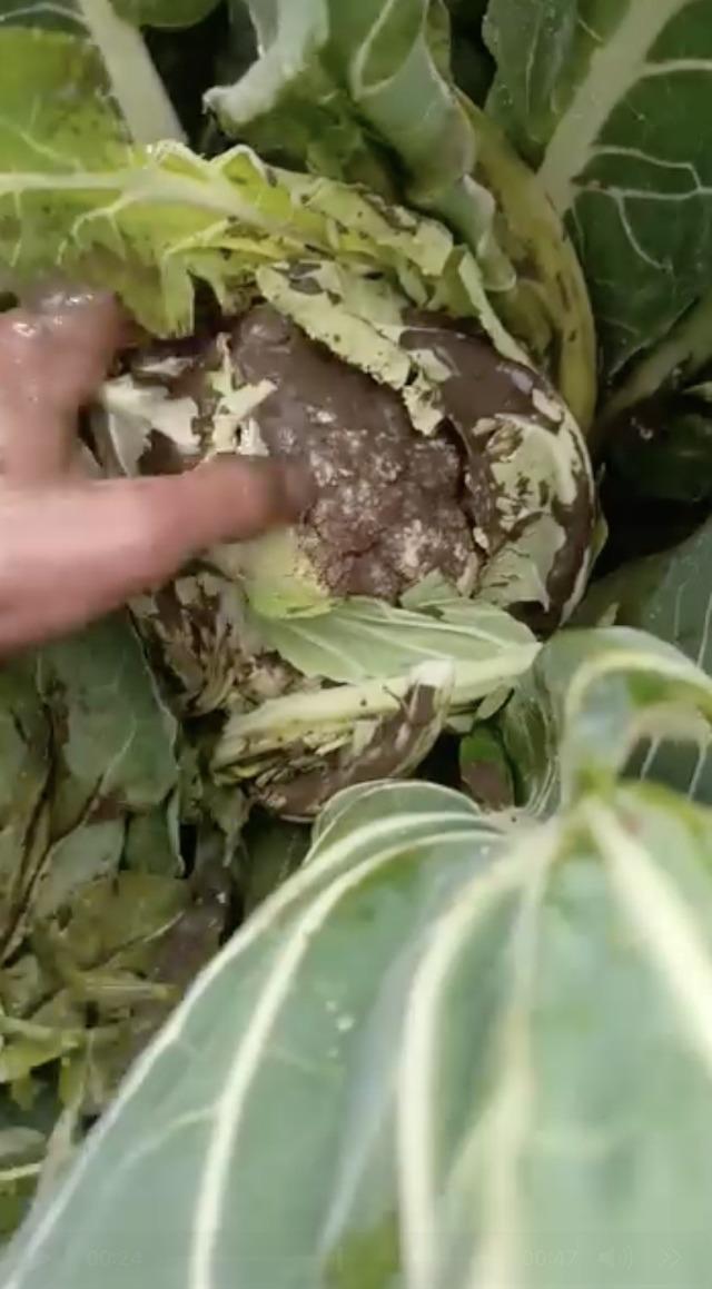 Bursa&rsquo;da sağanak yağış tarımı vurdu 2