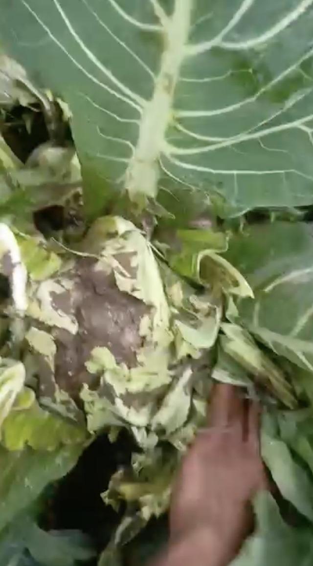 Bursa&rsquo;da sağanak yağış tarımı vurdu 1