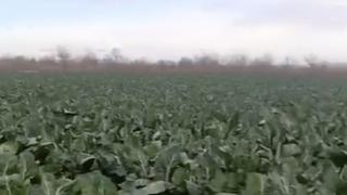 Bursa’da sağanak yağış tarımı vurdu