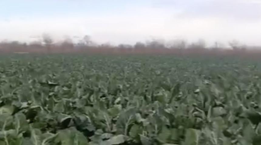 Bursa&rsquo;da sağanak yağış tarımı vurdu