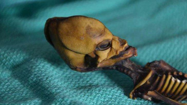 Atacama Çölü'nde bulunan 'uzaylı iskeletinin' sırrı çözüldü G1