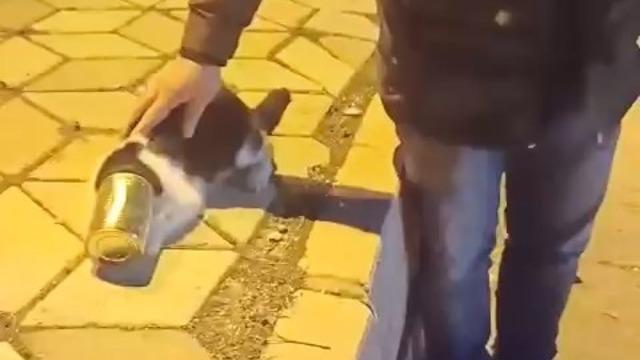 Başına konserve sıkışan kedi kurtarıldı