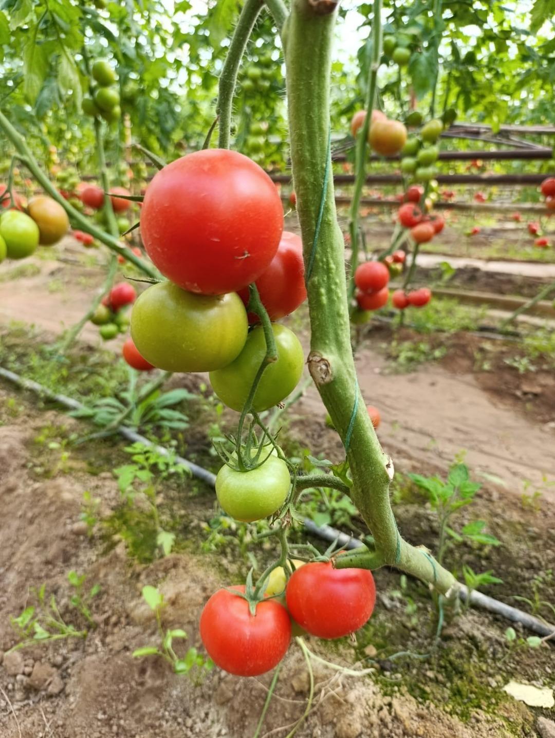 Yoğun talep g&ouml;r&uuml;yor  İyi kazanıyoruz  Sırrı yer altında 3
