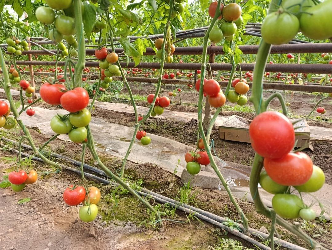 Yoğun talep g&ouml;r&uuml;yor  İyi kazanıyoruz  Sırrı yer altında 5