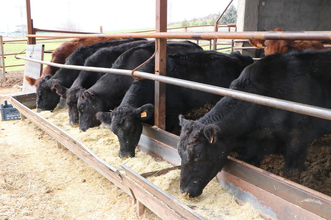 Başvurdu, onaylandı! Başlamak isteyenlere &ouml;nerdi  Zor bir iş olduğunu d&uuml;ş&uuml;nm&uuml;yorum  1