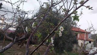 Sarıg&ouml;l&rsquo;de ağa&ccedil;lar &ccedil;i&ccedil;ek a&ccedil;tı, dağlar mantar doldu