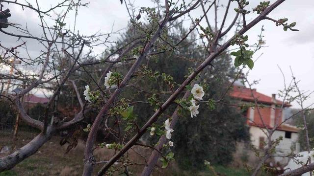 Sarıgöl’de ağaçlar çiçek açtı, dağlar mantar doldu