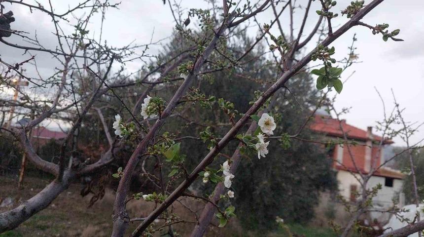 Sarıg&ouml;l&rsquo;de ağa&ccedil;lar &ccedil;i&ccedil;ek a&ccedil;tı, dağlar mantar doldu