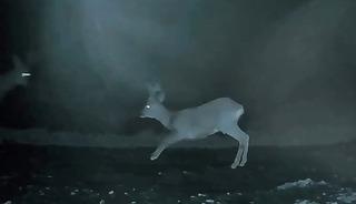 Ganos&rsquo;ta doğanın neşesi karacalar g&ouml;r&uuml;nt&uuml;lendi