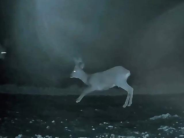 Ganos&rsquo;ta doğanın neşesi karacalar g&ouml;r&uuml;nt&uuml;lendi