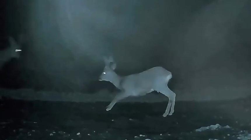 Ganos&rsquo;ta doğanın neşesi karacalar g&ouml;r&uuml;nt&uuml;lendi