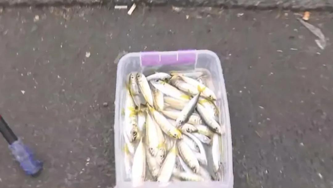 Galata da balık&ccedil;ıya aktivist hareket: Bir kova balığı hi&ccedil; etti! 2