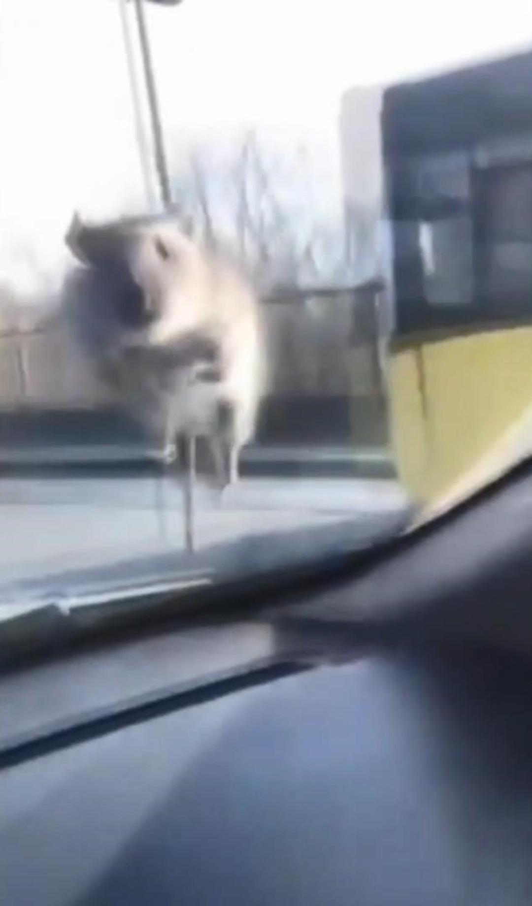 &Ouml;n camda g&ouml;r&uuml;nce panikledi: &Ccedil;&ouml;z&uuml;m&uuml; polis &ccedil;evirmesinde durmakta buldu 3