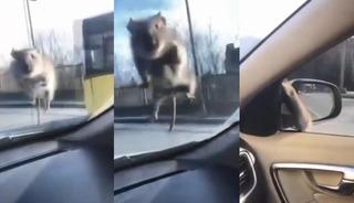 S&uuml;r&uuml;c&uuml;y&uuml; panikleten fare, polis &ccedil;evirmesinde ka&ccedil;tı!