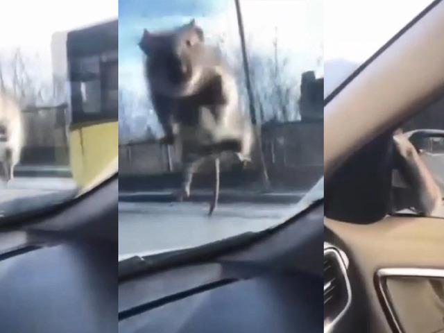 S&uuml;r&uuml;c&uuml;y&uuml; panikleten fare, polis &ccedil;evirmesinde ka&ccedil;tı!