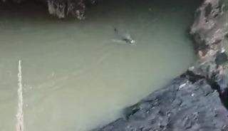 Su samuru balık avlarken g&ouml;r&uuml;nt&uuml;lendi