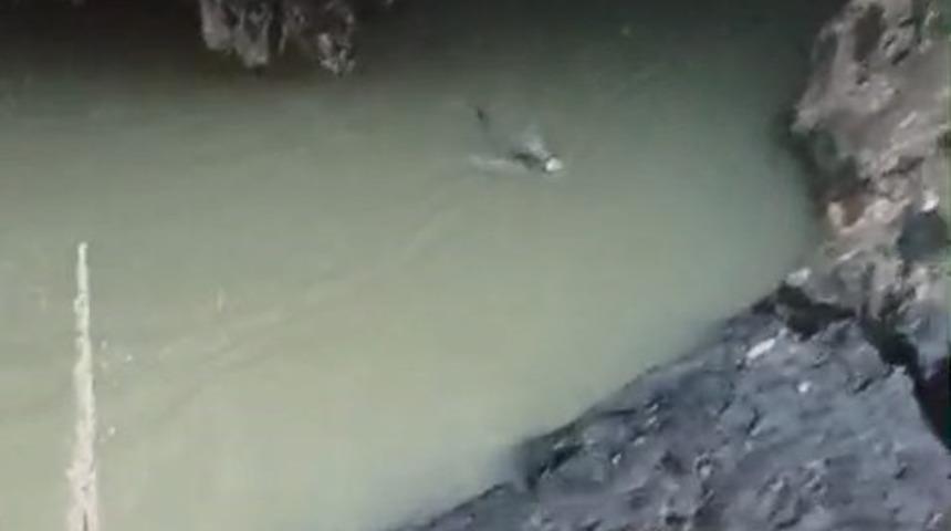 Su samuru balık avlarken g&ouml;r&uuml;nt&uuml;lendi