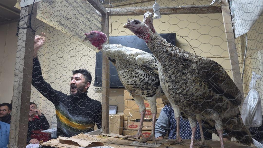 Bu mezad farklı: S&uuml;s tavukları a&ccedil;ık artırmayla satıldı! &Ccedil;evre iller akın etti 3