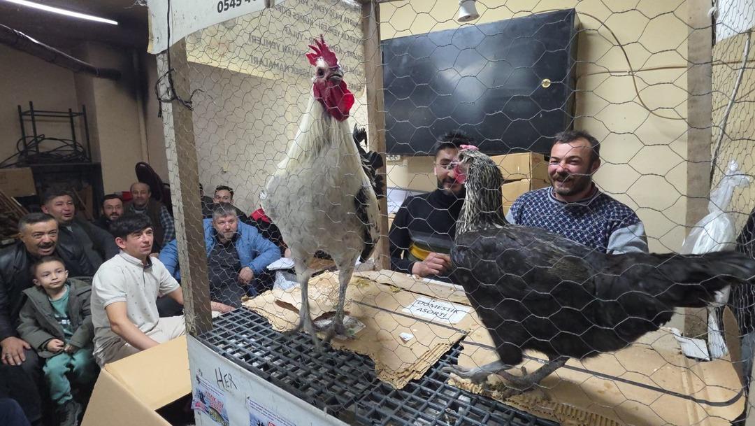 Bu mezad farklı: S&uuml;s tavukları a&ccedil;ık artırmayla satıldı! &Ccedil;evre iller akın etti 2
