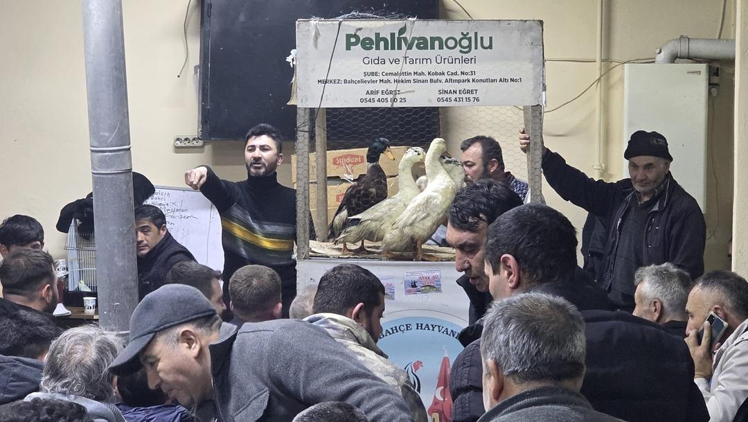 Bu mezad farklı: S&uuml;s tavukları a&ccedil;ık artırmayla satıldı! &Ccedil;evre iller akın etti 6