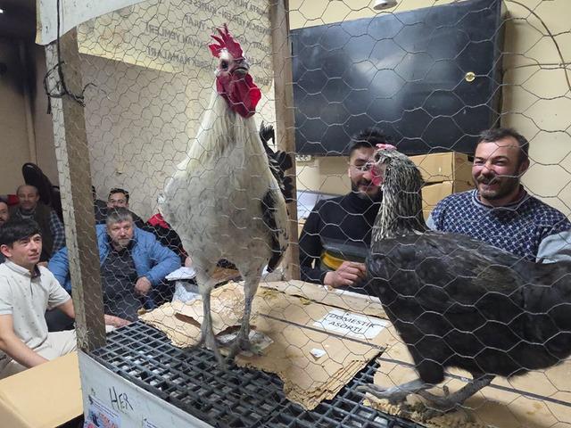 Bu mezad farklı: S&uuml;s tavukları a&ccedil;ık artırmayla satıldı