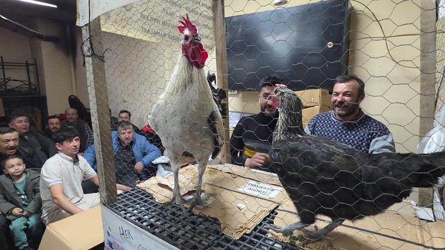 Bu mezad farklı: Süs tavukları açık artırmayla satıldı! Çevre iller akın etti