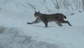 Nesli t&uuml;kenme tehlikesi altında bulunan iri c&uuml;sseli vaşak Bayburt kırsalında g&ouml;r&uuml;ld&uuml;