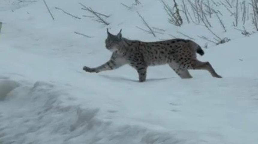 Nesli t&uuml;kenme tehlikesi altında bulunan iri c&uuml;sseli vaşak Bayburt kırsalında g&ouml;r&uuml;ld&uuml;