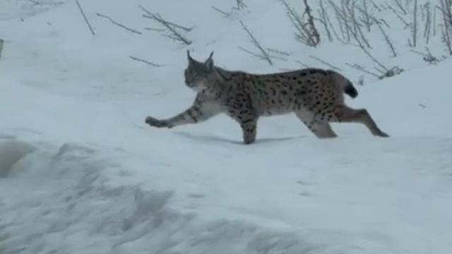 Nesli tükenme tehlikesi altında bulunan iri cüsseli vaşak Bayburt kırsalında görüldü