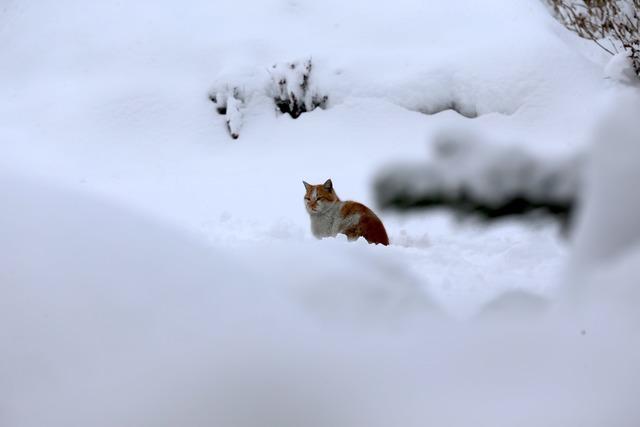 Erzurum, Tunceli, Kars, Ağrı ve Ardahan yeniden karla kaplandı 11