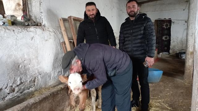 Hasta buzağıya evinde baktı