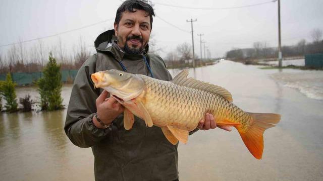 Meriç Nehri’nin taşmasıyla bazı vatandaşlar tarlasında canlı sazan balığı yakaladı