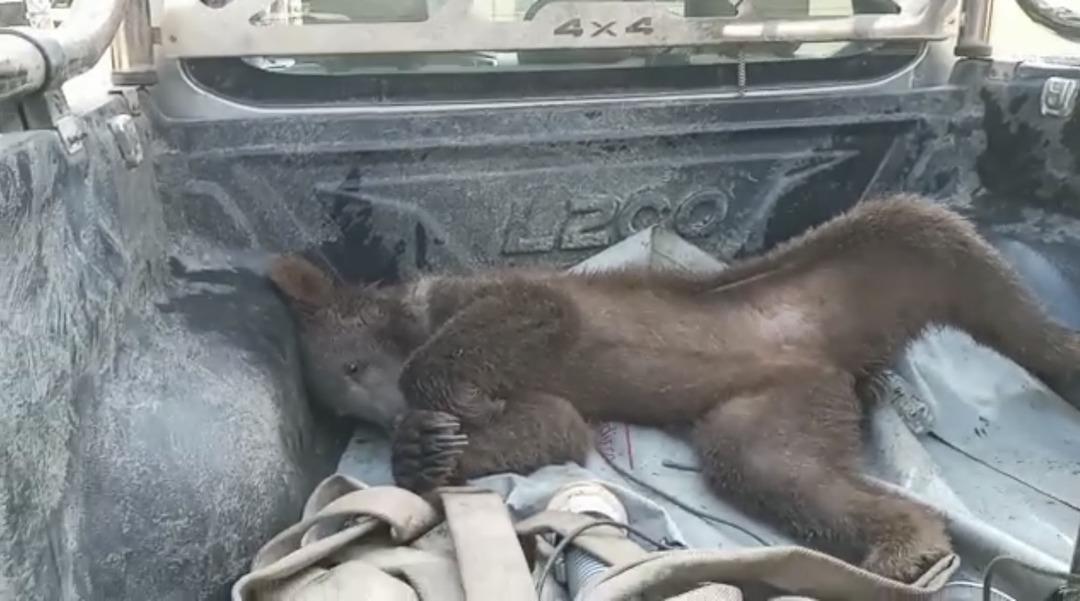 Satışları katlayan boz ayı:  Deli balı  fazla t&uuml;ketip bayılmış, viral olmuştu 4